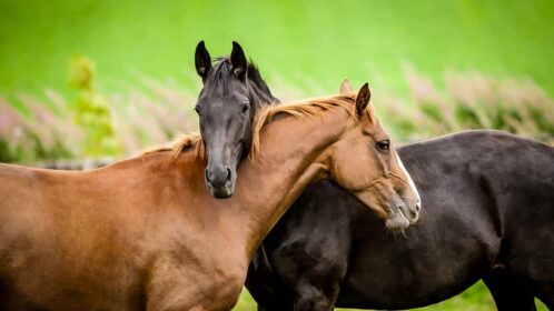Case study: Transferring shares into your SMSF (an in-specie transfer)